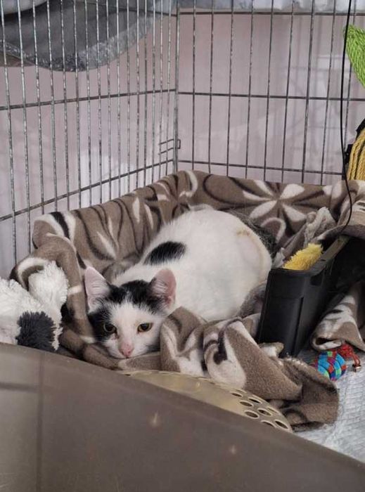 Poznaj Śnieżkę – delikatną, białą damę z sercem pełnym czułości