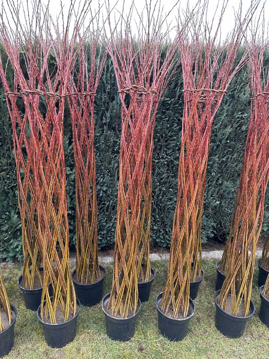 Wierzba pleciona 2 metry, drzewko ozdobne do ogrodu