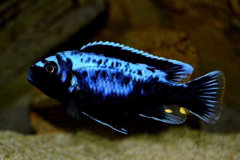 Metriaclima sp. Msobo Maguna F1 pyszczaki Malawian