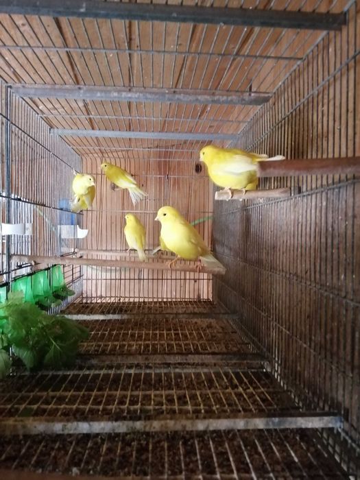 Canários lipocromo amarelo intensos e nevados