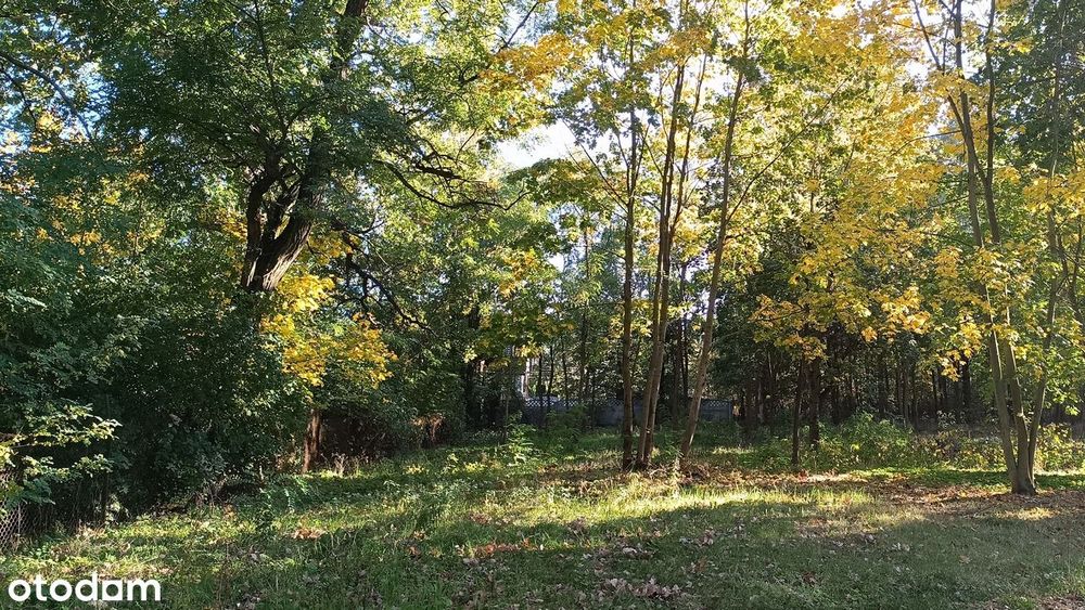 Działka budowlana 2229 m² przy lesie, 8 min od A2 – Dzierzgówek
