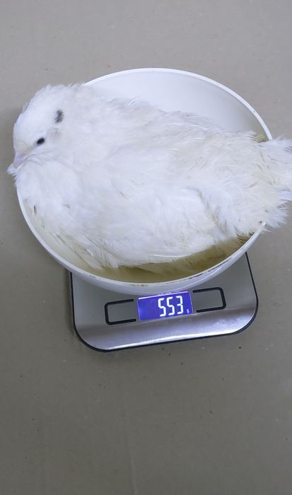 Техаский перепел важка лінія ( Європа) читайте опис