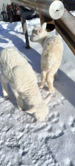 Ягнята  Лакон-кросс. Баранчик і ягничка.