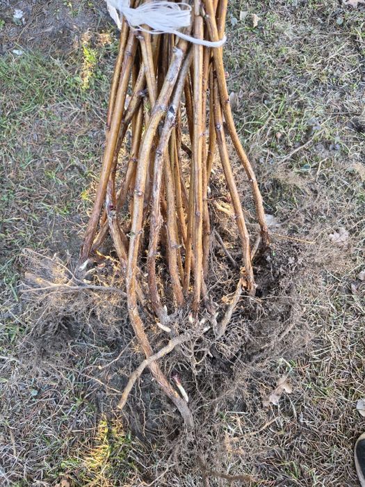 Sadzonki malin letnia i jesienna