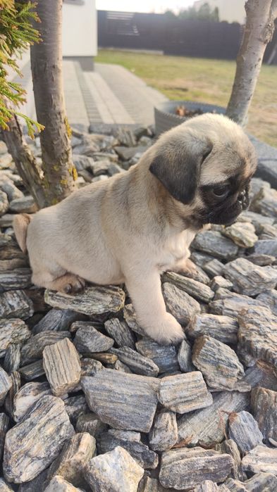 Mops beżowy pies