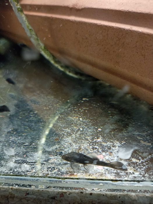 Zbrojniki Green Dragon mlody