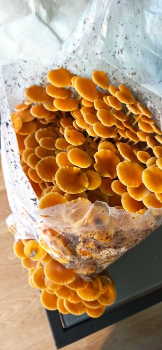 Grzybowa mini farma, gotowe podłoże do uprawy grzybów, grzybnia