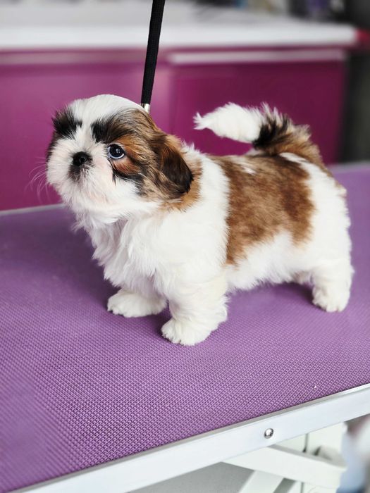 Shih tzu szczeniak z rodowodem ZKwP FCI  suczka