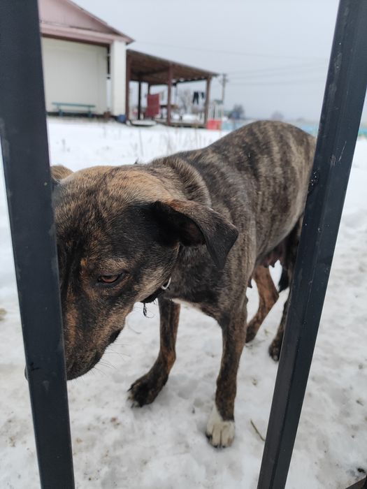 Цуценята шукають дім