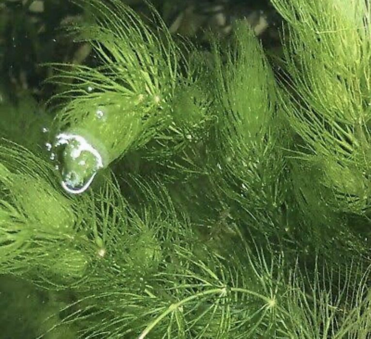 Planta Foxtail aquario