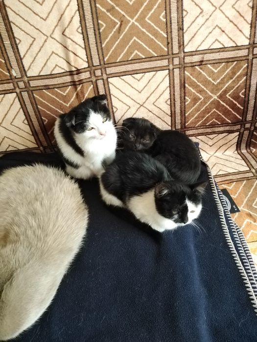 Віддам котенят в добрі руки