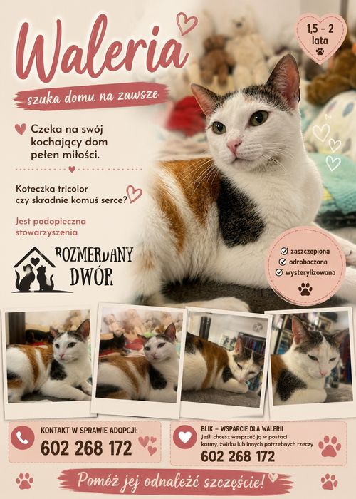 Koteczka do adopcji