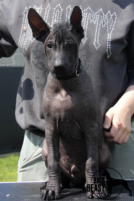 Xoloitzcuintle standard, nagi pies meksykański, samiec