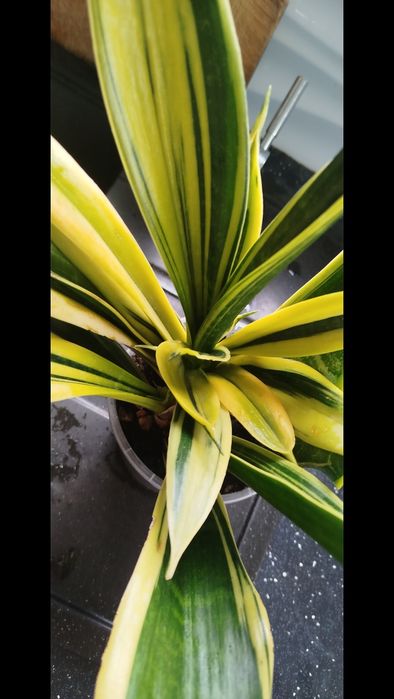 Sansevieria gold flame rozeta