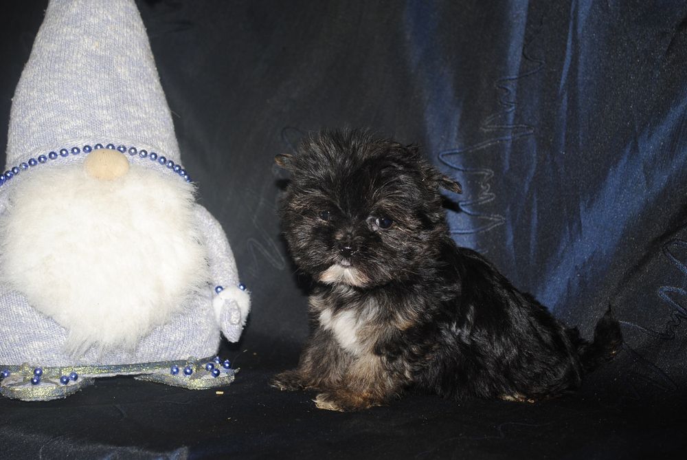 Безумно гарна чорна принцеса йорка