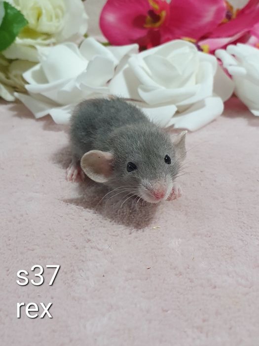 Szczur szczury szczurki