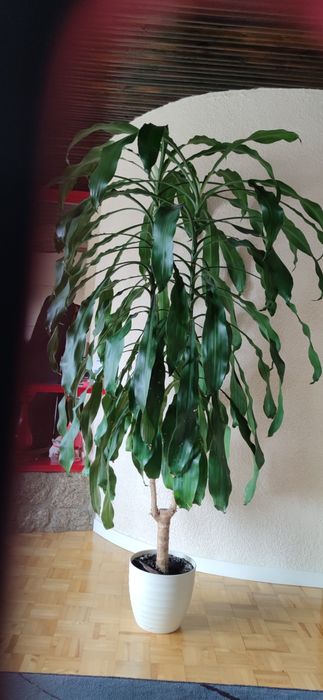 Dracena szerokolistna, duża