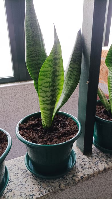 Vasos de espadas de são Jorge