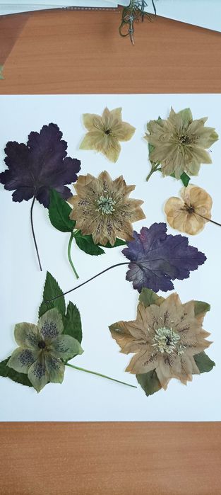 Гербарій. Сухі квіти