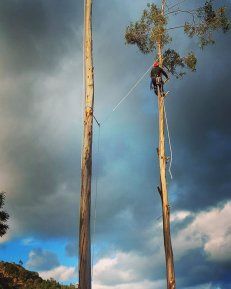 Corte  e abate de árvores em situação difícil.