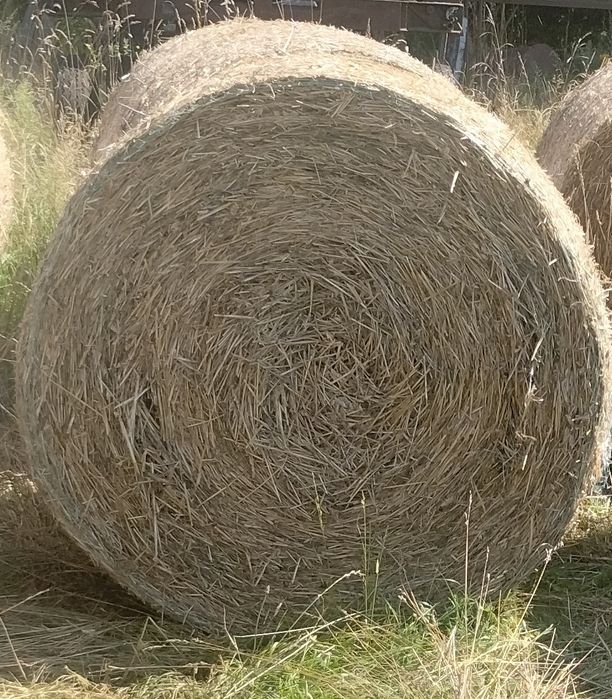 Sprzedam słomę pszenżytnią w balotach