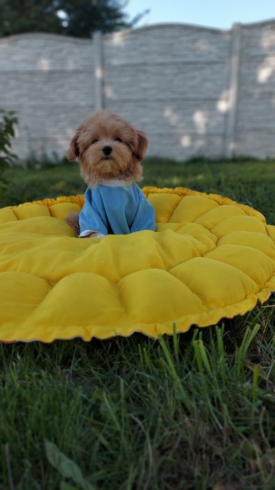 Неймовірний міні малюк мальтіпу. Мальтипу хлопчик горобчик.