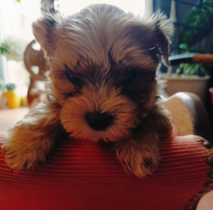 Samiec Yorkshire terrier biewer/ocean Pearl