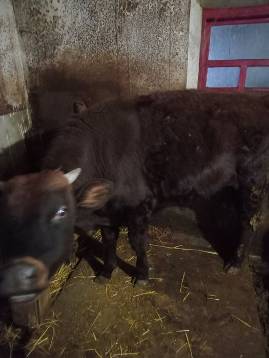 Продаю бичка і теличку