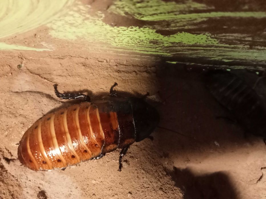 karaczan brazylijski madagaskarski