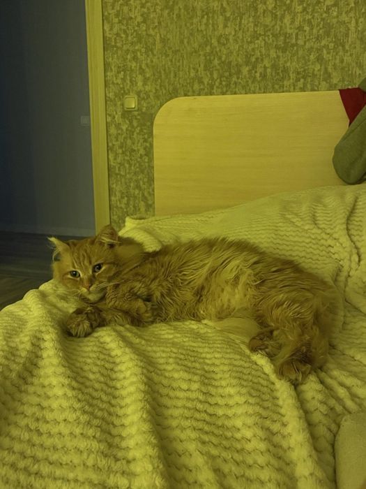 На перетимку 3 місяці