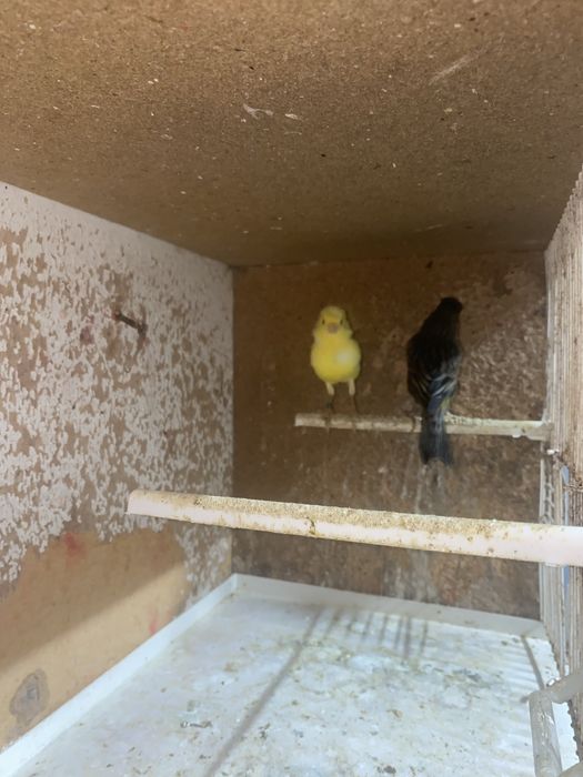 8 canarios para vender ao barato