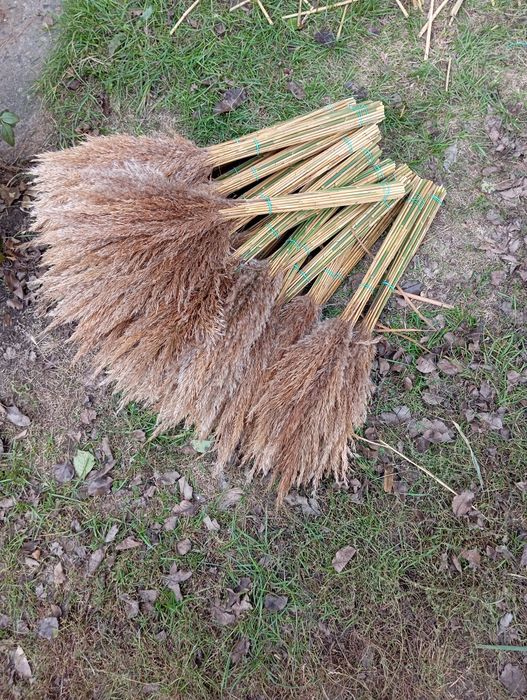 Пампасна трава, очерет, сухоцвіти, комиш