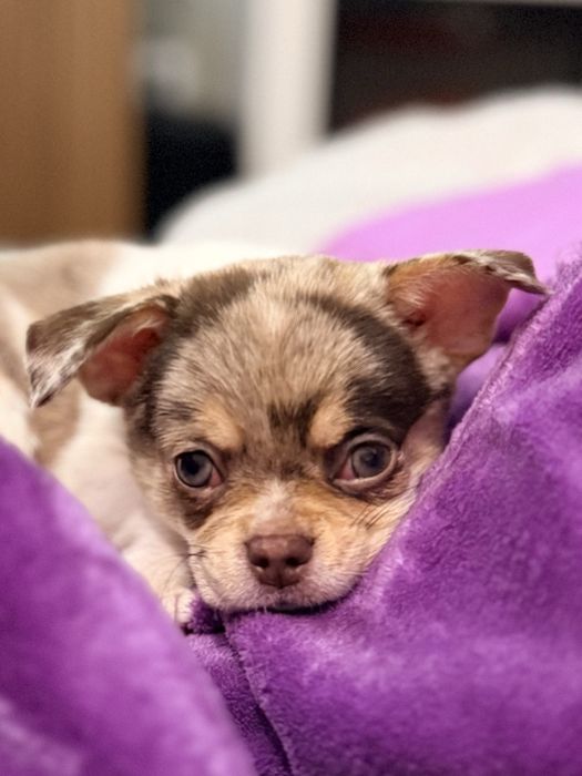 Chihuahua Merle procura namorada
