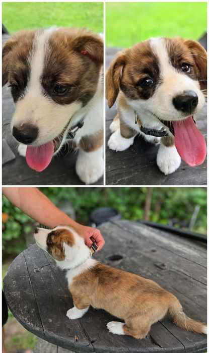 Welsh Corgi Cardigan