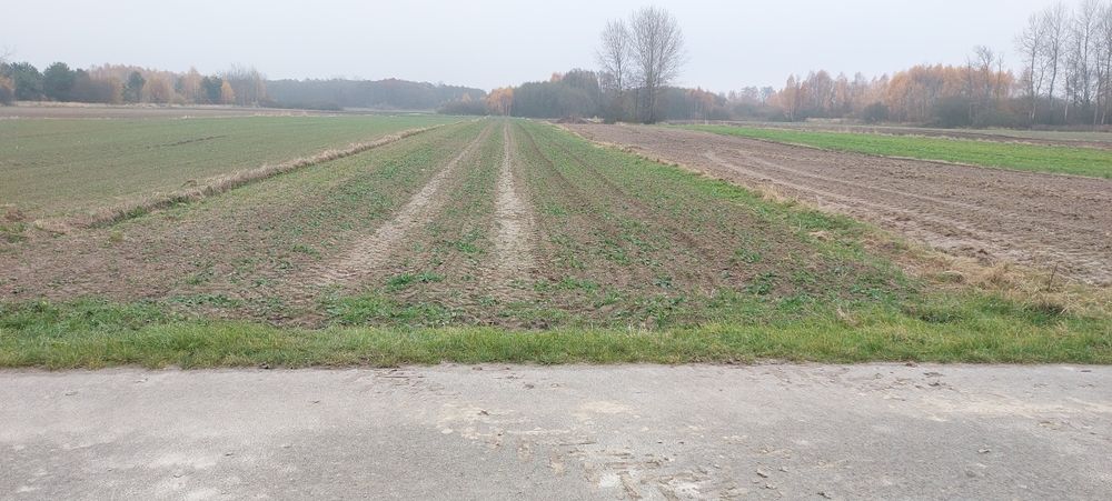 Działki rolne w m. Stary Rzechów - Widok 3