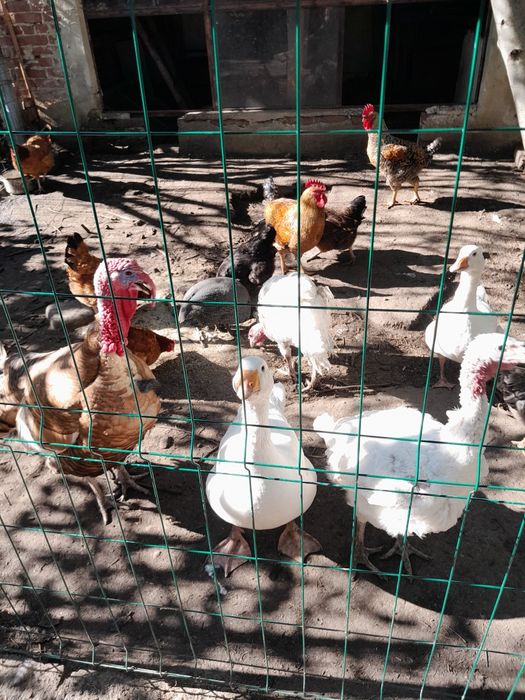 indyk samiec i kaczki pekińskie