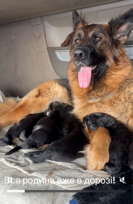 Щенята німецької вівчарки