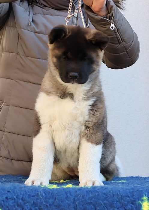 Akita Amerykańska suczka