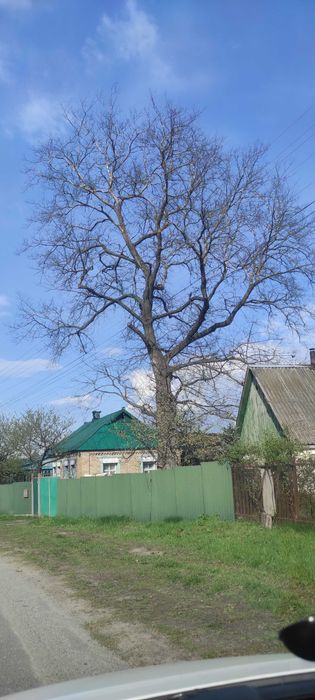 В'яз. Дерево для паркету, меблів, човнів. В'яз гладкий (Ulmus laevis)
