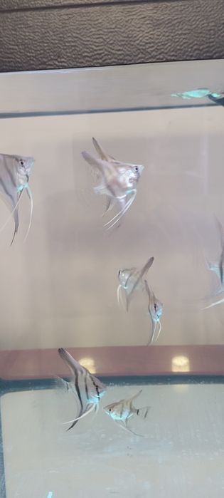 Sprzedam skalary manacapuru