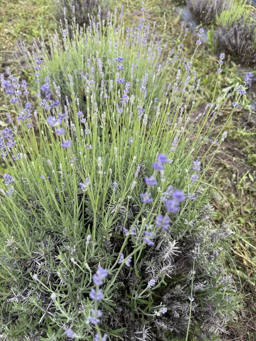 Продам лаванду , сорт Нормандія