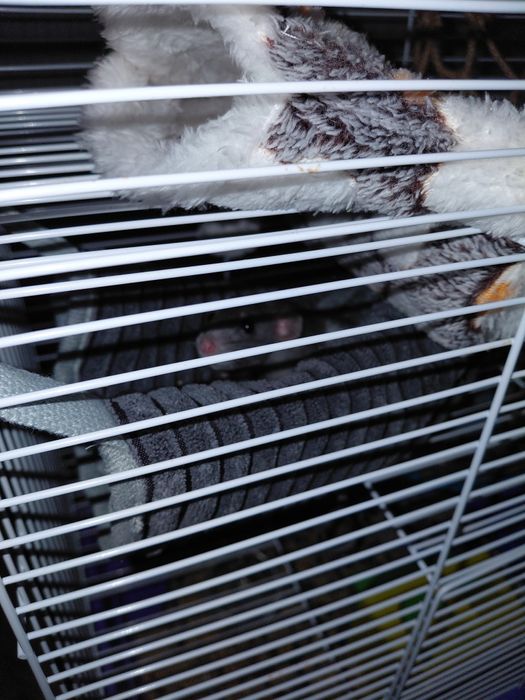 віддаю щурів. Безкоштовно