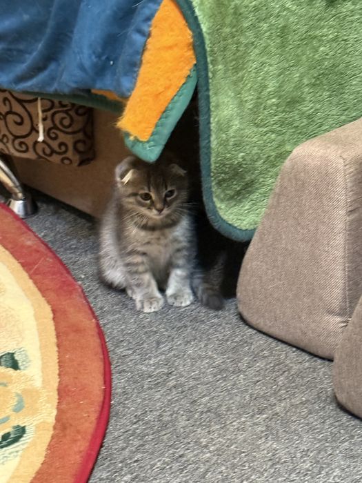 Подарую кошенят в добрі руки