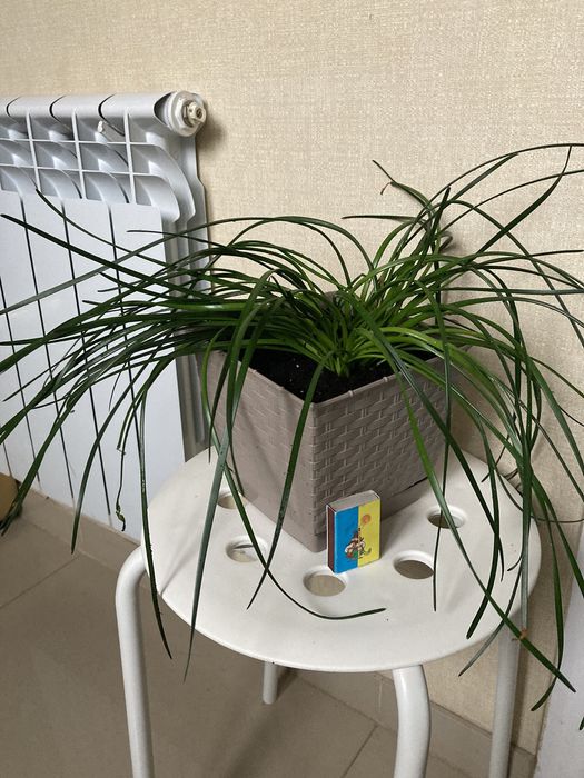 Цветок зефирантес белый 12 луковиц