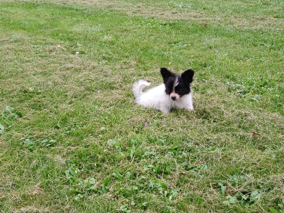 Spaniel Kontynentalny Miniaturowy Papillon