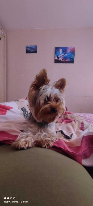 Хлопчик шукає наречену