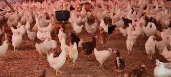 Kury nioski Rosa Messa Tetra ISA Dominant Leghorn Sendi ! Zapraszam !