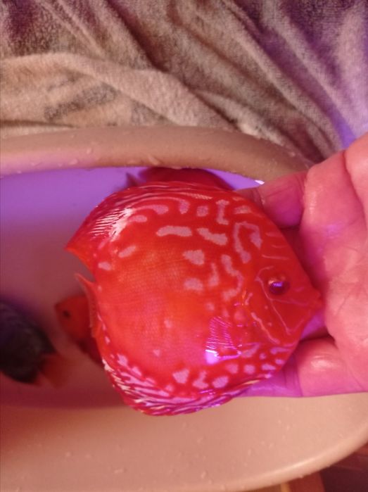 Дискусы пиджены и красные