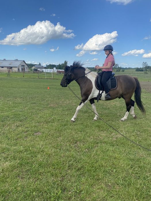 Sprzedam lub zamienie Hucuł