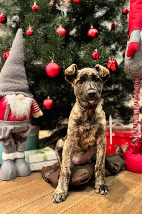 Метиси віддам безкоштовно